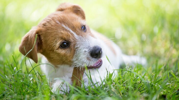 犬が『美味しい』と感じる条件とは？人間の味覚との違いや食いつきが悪いときの対処法まで(ブログ)