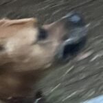 散歩中の超大型犬に『夕ご飯は鮭を焼いて乗せてあげるね』と言ったら…次の瞬間→まさかの行動に爆笑「賢すぎて衝撃」「完全に言葉理解してる」(ブログ)