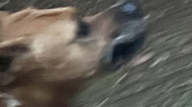 散歩中の超大型犬に『夕ご飯は鮭を焼いて乗せてあげるね』と言ったら…次の瞬間→まさかの行動に爆笑「賢すぎて衝撃」「完全に言葉理解してる」(ブログ)