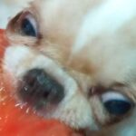 『今年で一番笑ったｗｗ』犬にトマトを食べさせた結果→興奮しすぎて…まさかの『ゾンビ化』する光景に1万いいね「ハリウッドに通用する」の声(ブログ)