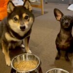 『ヨシ』の合図を待つ２匹の犬→フェイントで『ヨシから始まる名字』を言ってみた結果…まさかの『賢すぎる反応』に「可愛いｗ」「賢すぎ」の声(ブログ)