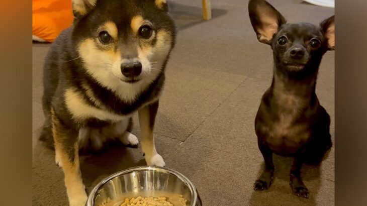 『ヨシ』の合図を待つ２匹の犬→フェイントで『ヨシから始まる名字』を言ってみた結果…まさかの『賢すぎる反応』に「可愛いｗ」「賢すぎ」の声(ブログ)