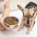 犬が突然『食欲を失くす』3つの原因　病院に連れて行くべき？注意すべき症状まで解説(ブログ)