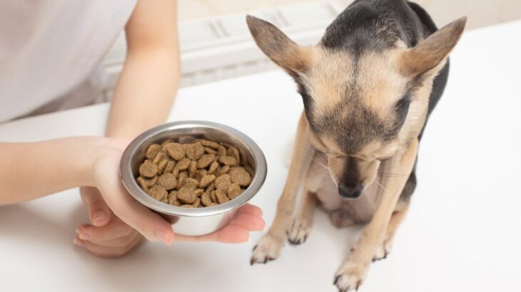 犬が突然『食欲を失くす』3つの原因　病院に連れて行くべき？注意すべき症状まで解説(ブログ)