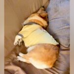 お父さんの外出を必死で引き止める犬→お母さんが出かけようとすると…あからさまな『対応の差』に大爆笑「ある意味神対応ｗ」「違いすぎて草」(ブログ)