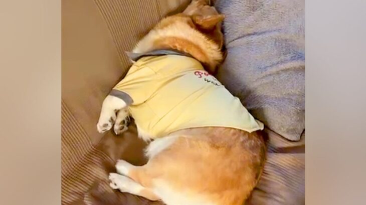 お父さんの外出を必死で引き止める犬→お母さんが出かけようとすると…あからさまな『対応の差』に大爆笑「ある意味神対応ｗ」「違いすぎて草」(ブログ)