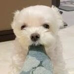 夫婦で『犬を子どもと同じように育てた』結果…まるで中身が人間のような行動が31万再生「ずっと待ってるの健気」「本当に愛おしい」と大絶賛(ブログ)