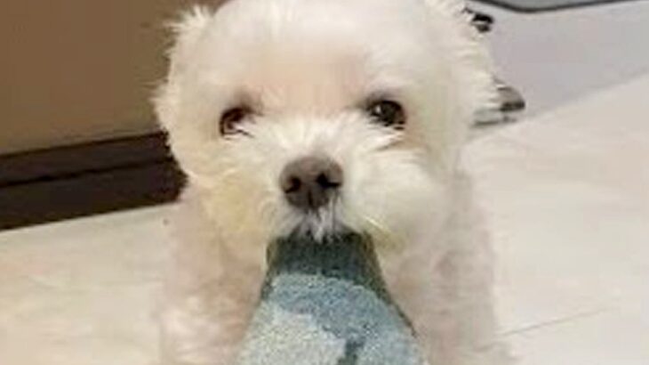 夫婦で『犬を子どもと同じように育てた』結果…まるで中身が人間のような行動が31万再生「ずっと待ってるの健気」「本当に愛おしい」と大絶賛(ブログ)