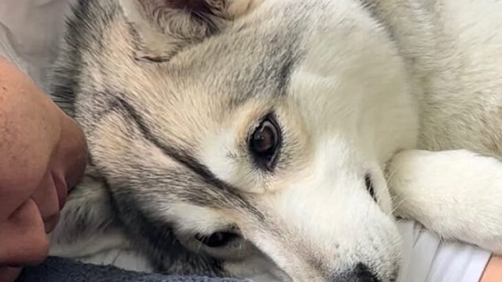 『夫と大型犬がイチャイチャしている』と思ったら…妻が目撃した『衝撃的な光景』が44万再生「強敵現るｗｗ」「ドヤ顔で草」と爆笑の声(ブログ)