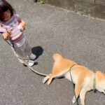 1歳の女の子と散歩をする犬→突然『散歩拒否』が発動して…あまりにも尊い『まさかの対処法』が403万表示「癒やされた」「可愛い」と悶絶の声(ブログ)