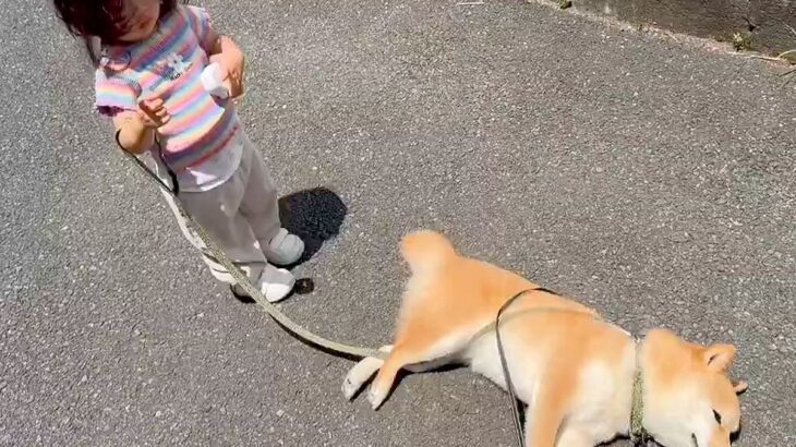 1歳の女の子と散歩をする犬→突然『散歩拒否』が発動して…あまりにも尊い『まさかの対処法』が403万表示「癒やされた」「可愛い」と悶絶の声(ブログ)