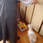 おばあちゃんの75歳の誕生日→犬と一緒にお祝いしていたら…思いがけない悲劇が起こり『ブチギレる光景』が話題「びっくりしたね」「可愛いｗ」(ブログ)
