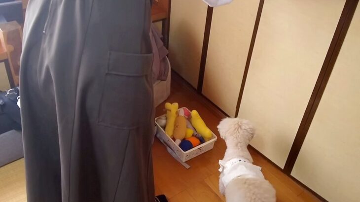 おばあちゃんの75歳の誕生日→犬と一緒にお祝いしていたら…思いがけない悲劇が起こり『ブチギレる光景』が話題「びっくりしたね」「可愛いｗ」(ブログ)