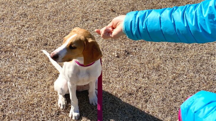 犬が『興味を示さない人』に共通する３つの特徴　無関心な時にする行動から仲を深めるためのコツまで(ブログ)