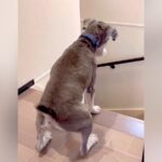 『大好きなおばあちゃんがきた！』と大興奮する犬→違う人だった結果…辛辣すぎる『素直なリアクション』が146万再生「わかりやすくて草」の声(ブログ)