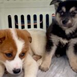 処分予定だった『野犬の赤ちゃん２匹』を保護…命をつないだ『１週間の記録』が素敵すぎると121万再生「運命が変わった」「幸せに」と感動(ブログ)