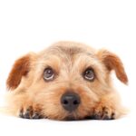犬と一緒に飼うのがよくない『ペット』5選　なぜ相性が悪いの？特に注意が必要な生き物まで(ブログ)