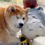 赤ちゃんにヒップアタックされる柴犬→我慢し続けたら…限界を迎えてしまった結末が54万再生「おしくらまんじゅう」「全てが愛おしい」と絶賛(ブログ)