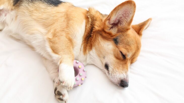 犬が寝ながら『ピクピク動いている』時の理由３つ　体に異常はある？主な原因や注意点を解説(ブログ)