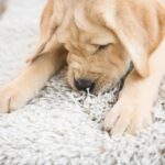 犬が『カーペットを執拗に舐める』理由4選　しつこく舐め続ける心理や対処法まで(ブログ)