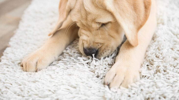 犬が『カーペットを執拗に舐める』理由4選　しつこく舐め続ける心理や対処法まで(ブログ)