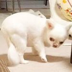 オナラをしてしまった犬→ニオイが強烈すぎた結果…想像を超えるリアクションが15万再生「ロボットのせいにしてて草」「逃げるの面白すぎｗ」(ブログ)