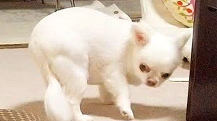 オナラをしてしまった犬→ニオイが強烈すぎた結果…想像を超えるリアクションが15万再生「ロボットのせいにしてて草」「逃げるの面白すぎｗ」(ブログ)