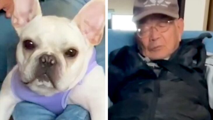 おじいちゃんと留守番していた犬→帰宅後…衝撃的な『まさかの光景』に困り果てる姿が71万再生「どういうことｗｗ」「ホールドしてて草」と爆笑(ブログ)