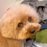 洗濯物が終わったら、犬が上目遣いでジッと見てきて…『いいですか？』まさかのおねだりをする光景が4万再生「気持ちは分かるｗ」「最高だよね」(ブログ)