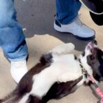 散歩中『大好きなおじさん』と再会した犬２匹…思った以上に『久しぶりに会えて大喜びする姿』に「デレデレでかわいい」「にやけちゃう」の声(ブログ)