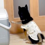 大好きなお父さんが仕事から帰宅→最初は可愛くお出迎えしていた犬が…『まさかの結末』に「マスクパッチン笑った」「可愛いｗｗ」と4万再生(ブログ)