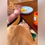 野菜を食べている1歳の赤ちゃん→大型犬が近づいて…共犯の証拠を捉えた『まさかの光景』に爆笑「どんだけ可愛いのｗ」「バレちゃったね」の声(ブログ)