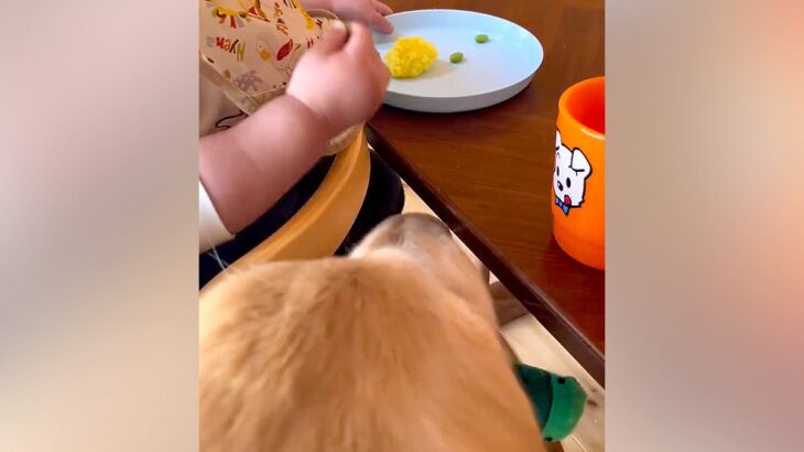 野菜を食べている1歳の赤ちゃん→大型犬が近づいて…共犯の証拠を捉えた『まさかの光景』に爆笑「どんだけ可愛いのｗ」「バレちゃったね」の声(ブログ)