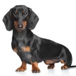 ミニチュアダックスフンド・スムースってどんな犬？性格・特徴・抜け毛対策まで徹底ガイド(ブログ)