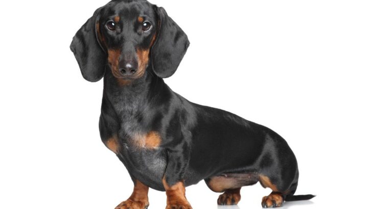 ミニチュアダックスフンド・スムースってどんな犬？性格・特徴・抜け毛対策まで徹底ガイド(ブログ)