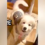 『子犬の概念ぶっ壊れた』あどけない顔をした超大型犬の赤ちゃん→たった４ヶ月で…衝撃的な『ビフォーアフター』に「こんな大きいの！？」の声(ブログ)