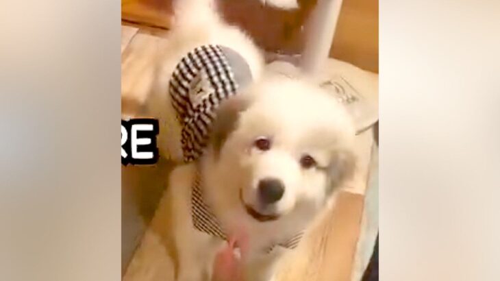 『子犬の概念ぶっ壊れた』あどけない顔をした超大型犬の赤ちゃん→たった４ヶ月で…衝撃的な『ビフォーアフター』に「こんな大きいの！？」の声(ブログ)