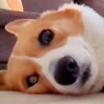 散歩に行こうとしない犬→仕方なく準備を進めた結果…想像を遥かに超える『やる気が無さすぎる光景』に3万いいね「無抵抗すぎて草」「顔が無ｗ」(ブログ)
