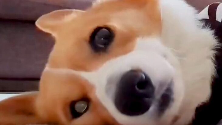 散歩に行こうとしない犬→仕方なく準備を進めた結果…想像を遥かに超える『やる気が無さすぎる光景』に3万いいね「無抵抗すぎて草」「顔が無ｗ」(ブログ)