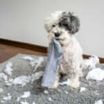 犬が『部屋を荒らしてしまう』理由3つ　散らかす原因から飼い主がすべき対処法まで解説(ブログ)