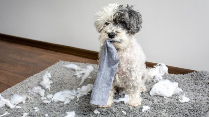 犬が『部屋を荒らしてしまう』理由3つ　散らかす原因から飼い主がすべき対処法まで解説(ブログ)