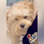 いつもパパに塩対応な犬→丸一日過ごした結果…仲良くなったかと思ったら『まさかの結末』に爆笑「真顔すぎて草」「ショック」と126万再生(ブログ)