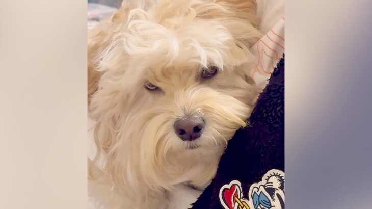 いつもパパに塩対応な犬→丸一日過ごした結果…仲良くなったかと思ったら『まさかの結末』に爆笑「真顔すぎて草」「ショック」と126万再生(ブログ)