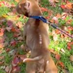 飼育放棄されボロボロガリガリな犬→『絶対に幸せにする』と誓った結果…「涙止まらん」「ありがとう」本当の家族と出会った光景が71万再生(ブログ)