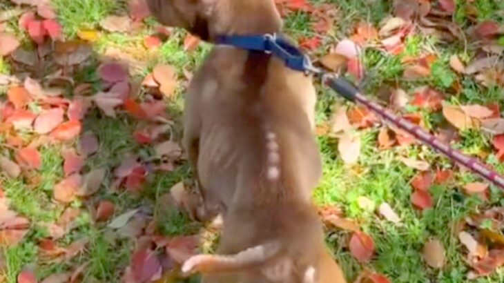 飼育放棄されボロボロガリガリな犬→『絶対に幸せにする』と誓った結果…「涙止まらん」「ありがとう」本当の家族と出会った光景が71万再生(ブログ)