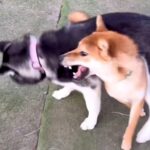 『０歳と１０歳の犬』２匹とドッグランへ→遊び方を比較したら…ギャップが激しすぎる『真逆な光景』が38万再生「ドッグランとは…ｗ」と爆笑(ブログ)