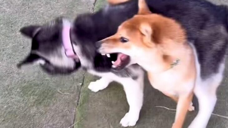『０歳と１０歳の犬』２匹とドッグランへ→遊び方を比較したら…ギャップが激しすぎる『真逆な光景』が38万再生「ドッグランとは…ｗ」と爆笑(ブログ)