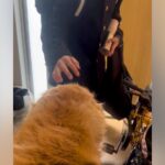 朝、家族全員の見送りをする大型犬→1人ずつテンションが下がって…今すぐ帰りたくなる『切ない光景』が175万再生「表情が愛おしい」と感動(ブログ)