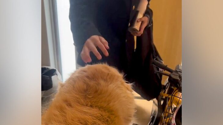 朝、家族全員の見送りをする大型犬→1人ずつテンションが下がって…今すぐ帰りたくなる『切ない光景』が175万再生「表情が愛おしい」と感動(ブログ)