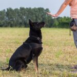 『しつけがしづらい』犬種4選　得意・不得意を判断する基準やトレーニングのコツまで(ブログ)